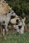 Female bighorn sheep with her young.